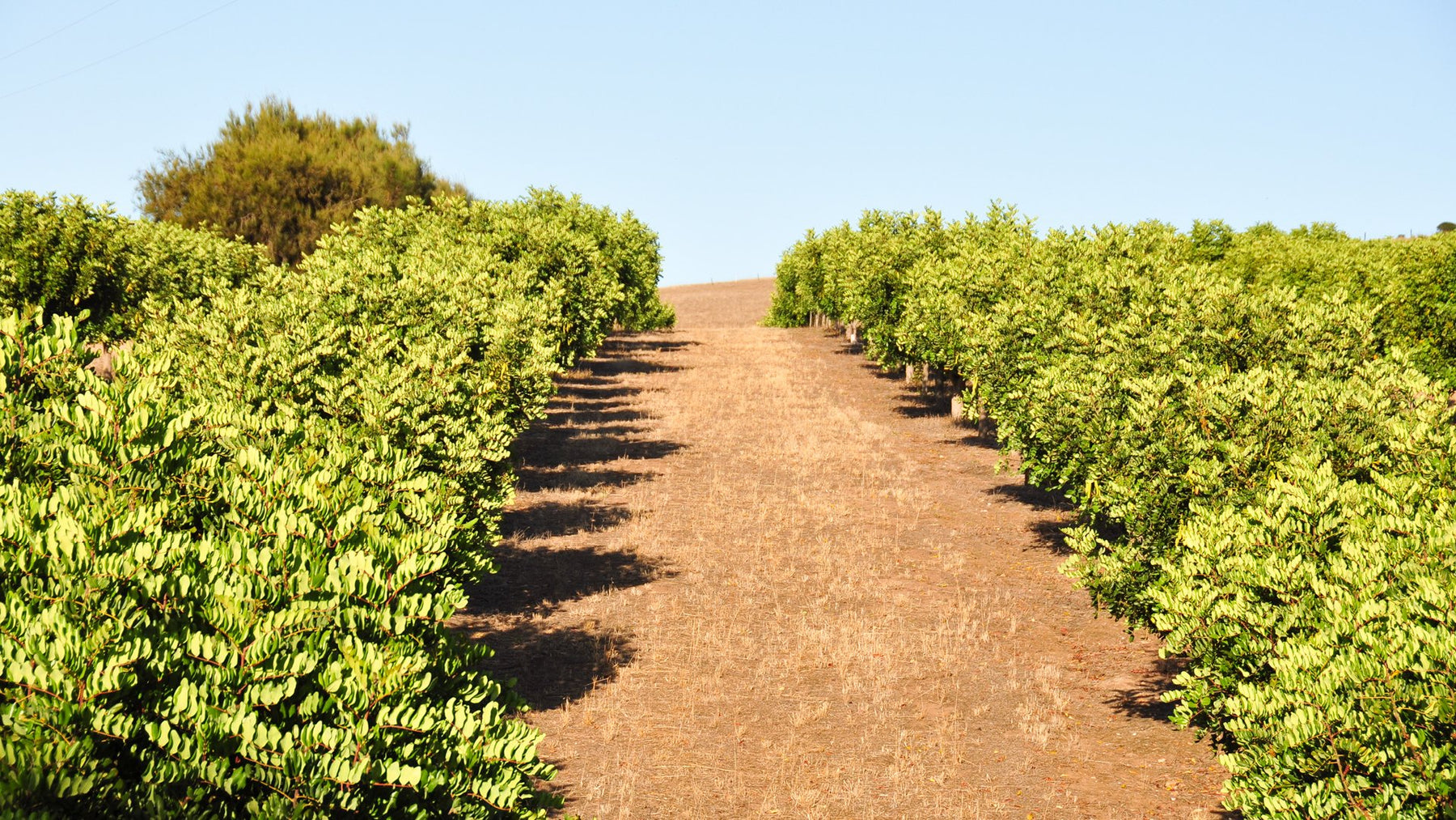 Benefits of organic carob over chocolate Buy vegan carob online The